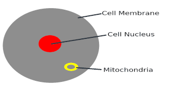 Human Cell